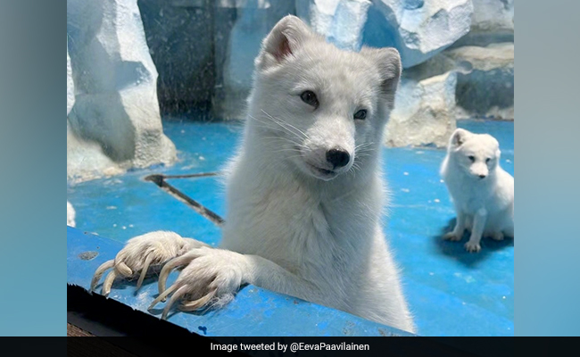 Viral Photos Show Arctic Foxes With Overgrown Claws In China Zoo, Internet Angry