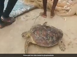 Watch: Tamil Nadu Fishermen Rescue Green Turtle Trapped In Fishing Net Watch: Tamil Nadu Fishermen Rescue Green Turtle Trapped In Fishing Net