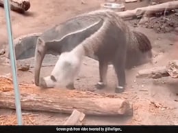 अजीबोगरीब जीव को देख कन्फ्यूज़ हुए लोग, फिर पता चला कुछ ऐसा, कोई भी नहीं कर पाया यकीन अजीबोगरीब जीव को देख कन्फ्यूज़ हुए लोग, फिर पता चला कुछ ऐसा, कोई भी नहीं कर पाया यकीन