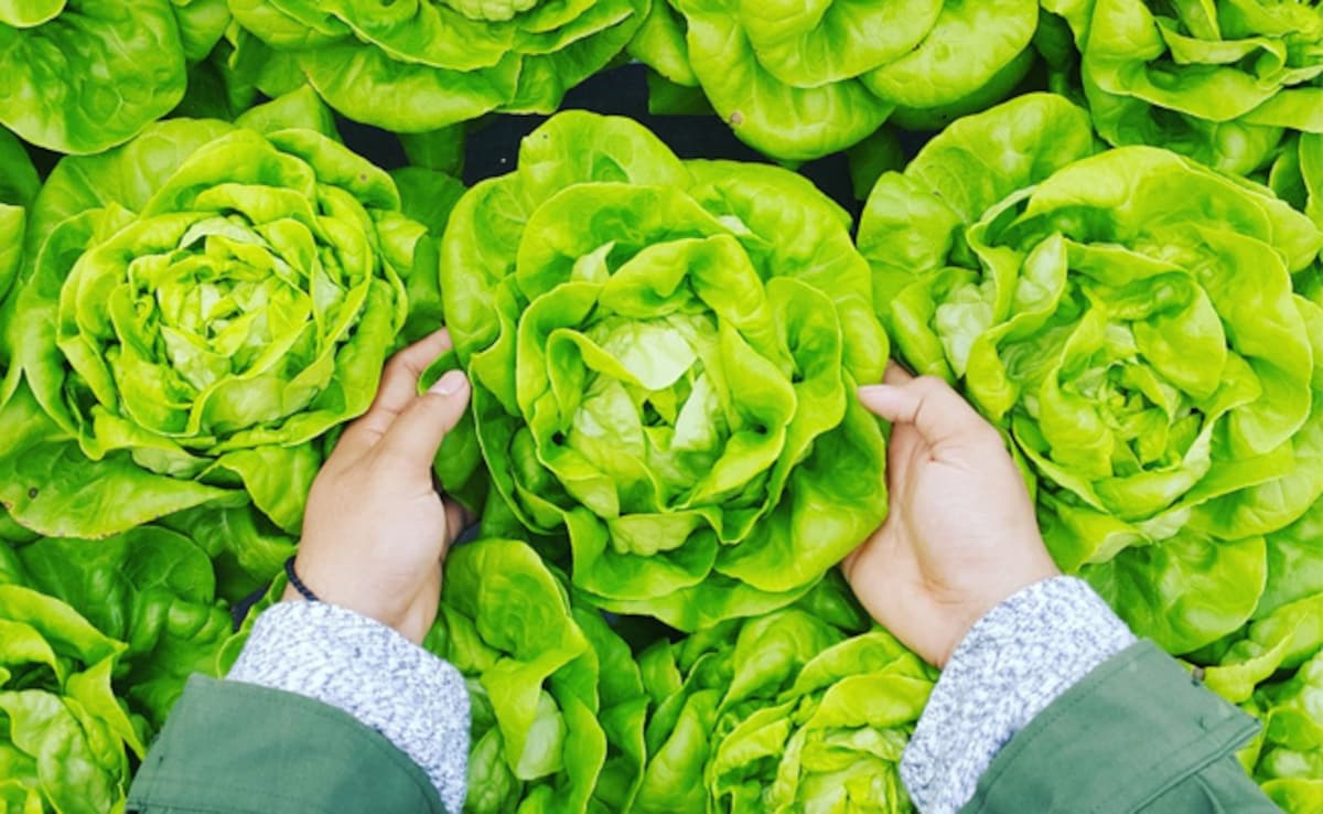 кръстоцветните зеленчуци са добре известни със своите свойства за борба