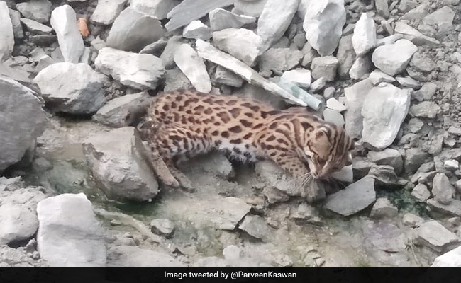 ये बिल्ली है, तेंदुआ या चीता? IFS अधिकारी के सवाल से चकराया लोगों का दिमाग, सही जवाब उड़ा देगा होश