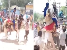 Video: घोड़े पर करतब करना दूल्हे को पड़ा भारी, शादी के मंडप की जगह पहुंचा अस्पताल के बेड पर! Video: घोड़े पर करतब करना दूल्हे को पड़ा भारी, शादी के मंडप की जगह पहुंचा अस्पताल के बेड पर!