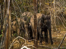 Bengal Man Dies After Wild Elephant Attacks Him In Jharkhand Bengal Man Dies After Wild Elephant Attacks Him In Jharkhand