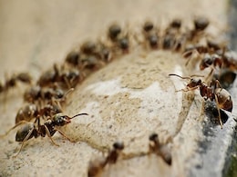 Remedies For Ants: चींटियों से हैं परेशान, तो आजमाएं चींटी भगाने का यह रामबाण नुस्खा, गायब हो जाएंगी सब Ants Remedies For Ants: चींटियों से हैं परेशान, तो आजमाएं चींटी भगाने का यह रामबाण नुस्खा, गायब हो जाएंगी सब Ants