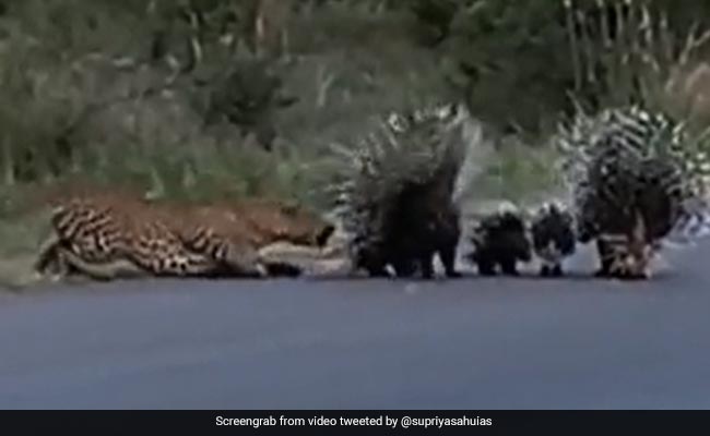 Watch: Porcupine Parents' "Z Class Security" As Leopard Eyes Their Babies