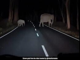 MP: गांव में हाथी ना घुसे इसके लिए लगाए जाएंगे मधुमक्खी के छत्ते, तैयारी में वन विभाग MP: गांव में हाथी ना घुसे इसके लिए लगाए जाएंगे मधुमक्खी के छत्ते, तैयारी में वन विभाग