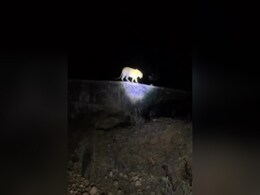 Watch: Bengaluru University Cautions Students As Leopard Spotted On Campus Watch: Bengaluru University Cautions Students As Leopard Spotted On Campus