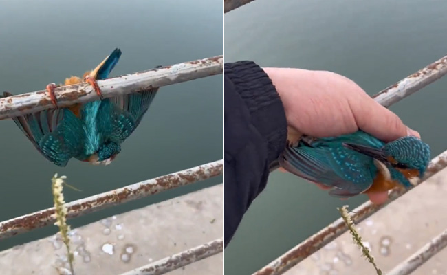 'नीलकंठ' के पैर बर्फ से जम गए थे, उड़ नहीं पा रही थी, शख्स ने हाथ से सहलाकर आज़ाद कर दिया