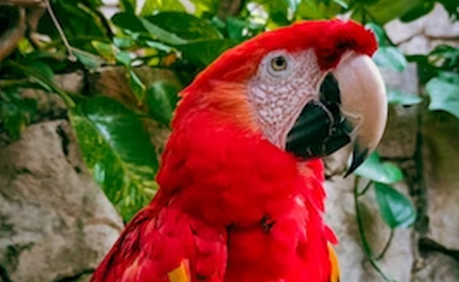 Parrot Owner Fined Rs 74 Lakh After Bird Injures Doctor In Taiwan