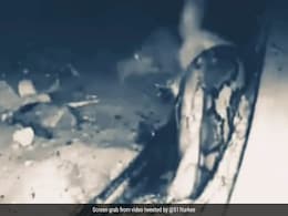 पहाड़ी शेर के मुंह को विशाल सांप ने जबड़े में भर लिया, शरीर से लिपटकर गड्ढे में लगा घसीटने और फिर... पहाड़ी शेर के मुंह को विशाल सांप ने जबड़े में भर लिया, शरीर से लिपटकर गड्ढे में लगा घसीटने और फिर...