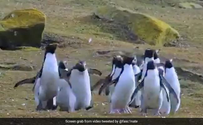 Heartwarming Video Of Penguins Chasing A Butterfly Melts Hearts Online