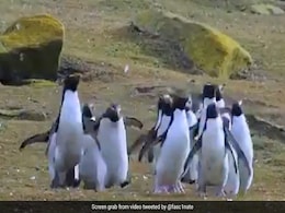 Heartwarming Video Of Penguins Chasing A Butterfly Melts Hearts Online Heartwarming Video Of Penguins Chasing A Butterfly Melts Hearts Online