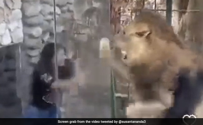 Old Video Of Woman Standing Outside Lion Enclosure And Mocking The Big Cat Infuriates Internet