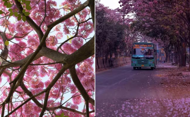 गुलाबी फूलों से सजीं बेंगलुरु की सड़कें, सोशल मीडिया पर छाई तस्वीरें