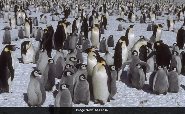 Antarctica's Newest Emperor Penguin Colony Discovered From Space