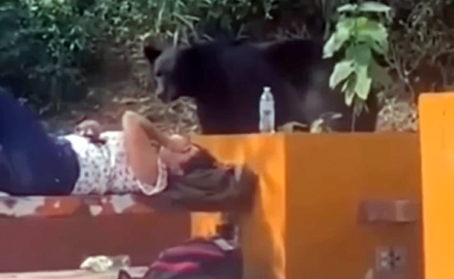 Video: इसे कहते हैं किस्मत, सामने खड़ी थी 'मौत', मजे से आराम फरमाती रही लड़की!