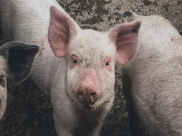 After Being Shot By Electric Gun, Struggling Pig Kills Butcher At Hong Kong Slaughterhouse After Being Shot By Electric Gun, Struggling Pig Kills Butcher At Hong Kong Slaughterhouse