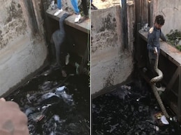 जान जोखिम में डालकर शख्स ने बचाई विशालकाय अजगर की जान, रेस्क्यू Video हुआ वायरल जान जोखिम में डालकर शख्स ने बचाई विशालकाय अजगर की जान, रेस्क्यू Video हुआ वायरल
