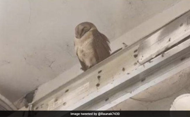 Rare Himalayan Owl Found In Kanpur Market, Taken To Zoological Park