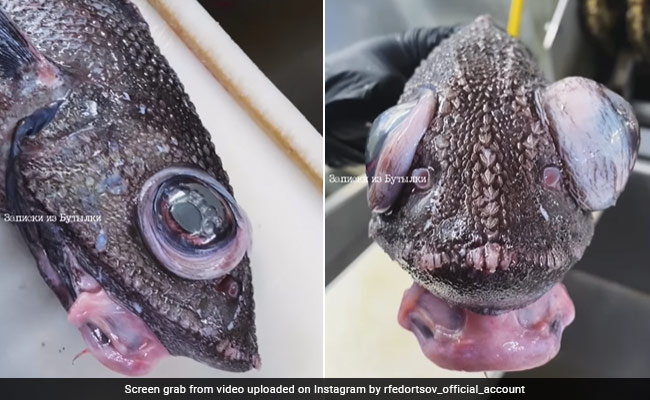 Video Of Bizarre-Looking Deep-Sea Fish With Puffy Mouth, Bulging Eyes Goes Viral