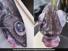 समुद्र की गहराई से मिली एक 'दैत्य मछली', आंखें इतनी बड़ी कि लोग कह रहे हैं कि ये 'एलियन' है! समुद्र की गहराई से मिली एक 'दैत्य मछली', आंखें इतनी बड़ी कि लोग कह रहे हैं कि ये 'एलियन' है!