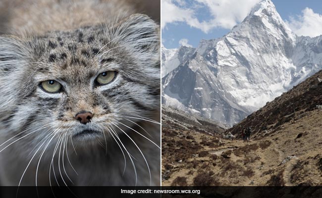 'Grumpy' Pallas Kittens On Display At Japan Zoo