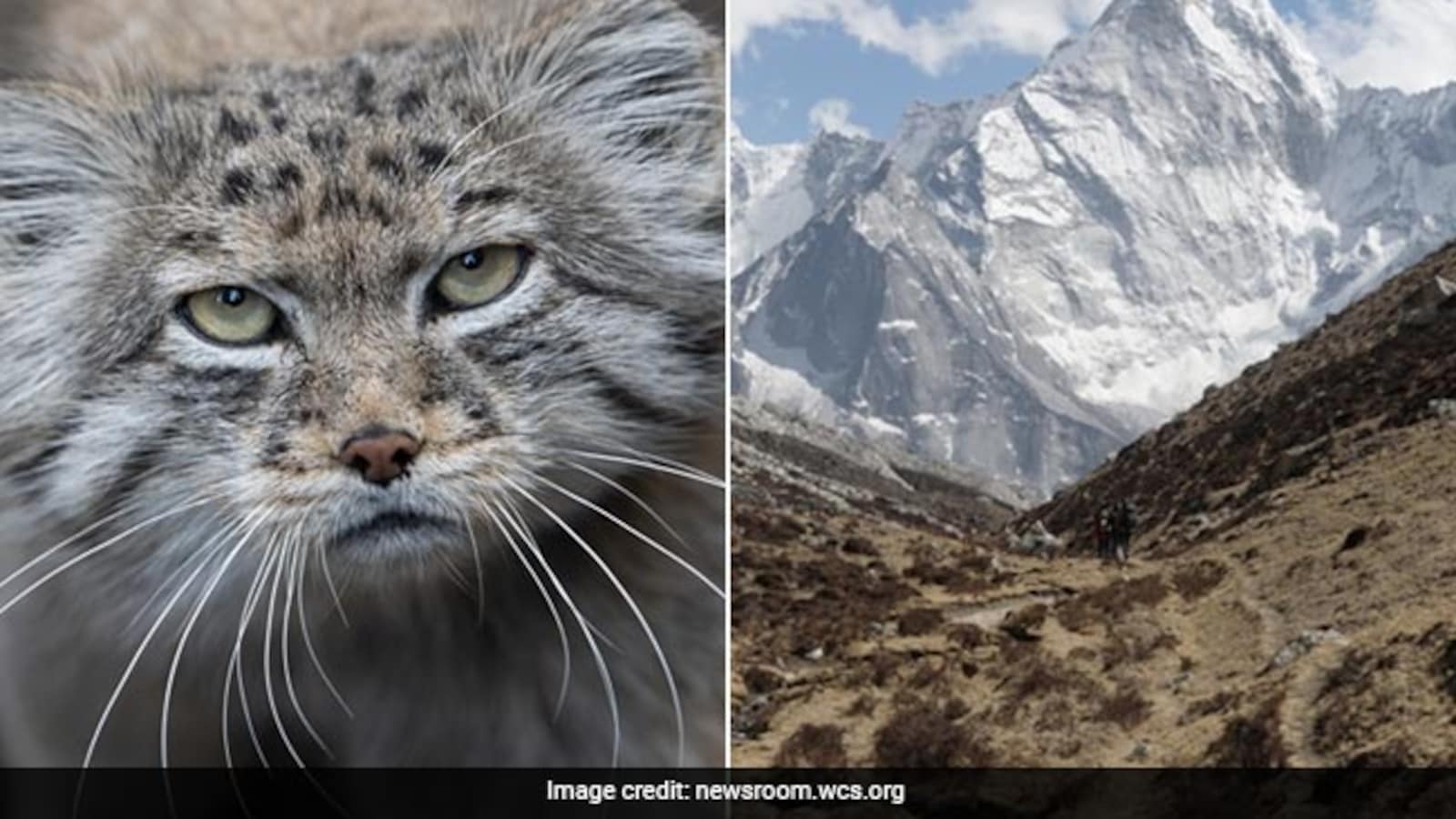 'Grumpy' Pallas Kittens On Display At Japan Zoo