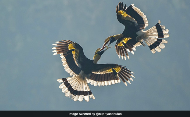 Video Of Great Hornbills Engaged In Mid-Air Duel Wins The Internet