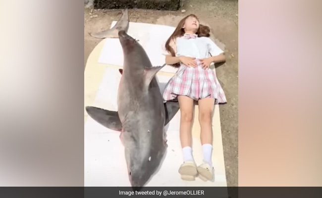 Chinese Food Blogger Fined Rs 15 Lakh After Illegally Cooking, Eating Great White Shark