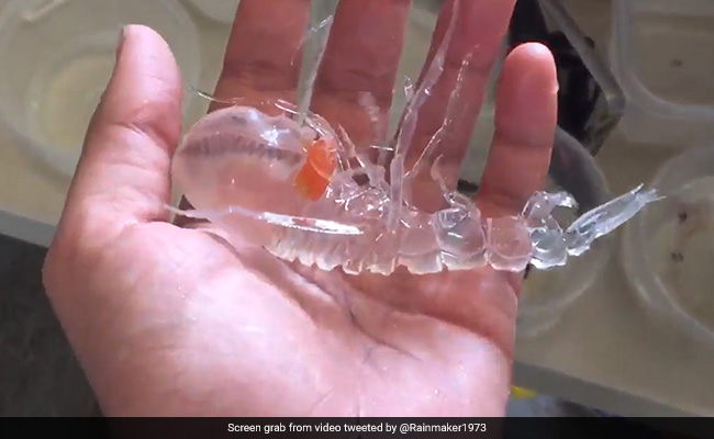 Old Video Of Transparent Ocean Creature Goes Viral, Internet Stunned