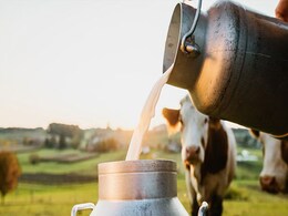 Raw Milk: कच्चा दूध का सेवन सेहत को देता है गजब के फायदे, जानकर आप भी रह जाएंगे दंग Raw Milk: कच्चा दूध का सेवन सेहत को देता है गजब के फायदे, जानकर आप भी रह जाएंगे दंग