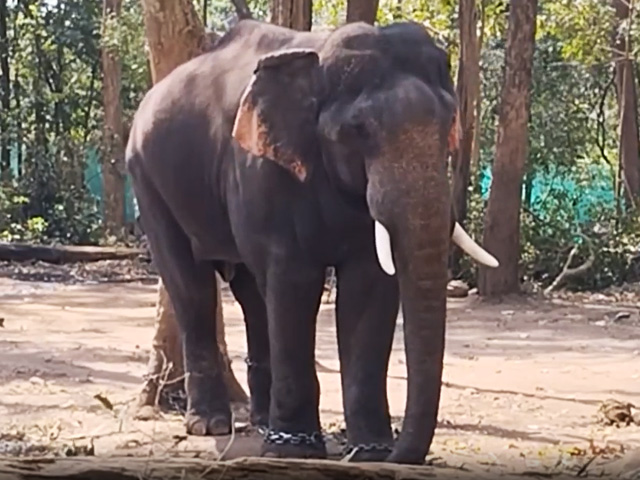 Kerala's Rogue Elephant Captured, Named 'Dhoni'