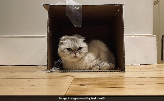 With A Net Worth Of $97 Million, Taylor Swift's Cat Is Among World's Richest Pets