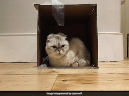 With A Net Worth Of $97 Million, Taylor Swift's Cat Is Among World's Richest Pets With A Net Worth Of $97 Million, Taylor Swift's Cat Is Among World's Richest Pets