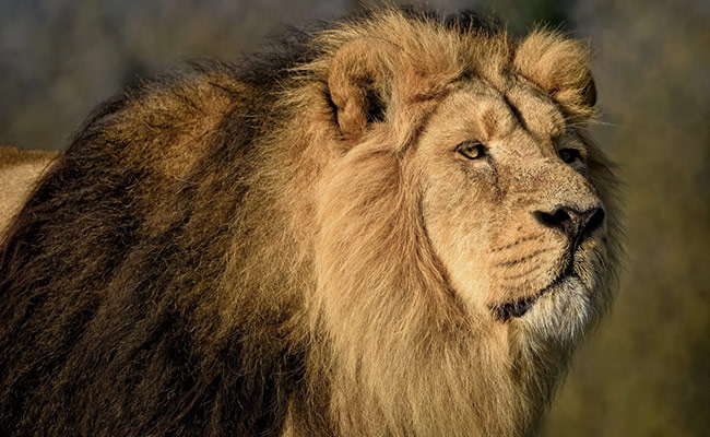40-Year-Old Woman Mauled To Death By Lion in Gujarat Village: Officials