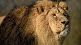 9 Lions Crossing Track After Hunting Saved After Train Stopped On Time