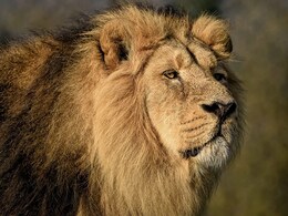 9 Lions Crossing Track After Hunting Saved After Train Stopped On Time