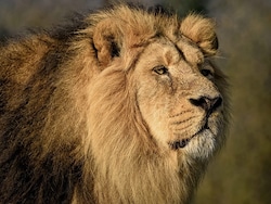 Asiatic Lion Population Jumps 32% To Reach 891