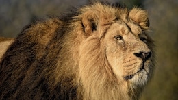 Asiatic Lion Population Jumps 32% To Reach 891