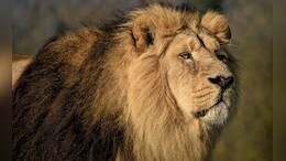 Big Cat Exchange: Madhya Pradesh To Give 2 Tigers, Get 2 Lions From Gujarat