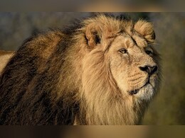 Big Cat Exchange: Madhya Pradesh To Give 2 Tigers, Get 2 Lions From Gujarat Big Cat Exchange: Madhya Pradesh To Give 2 Tigers, Get 2 Lions From Gujarat