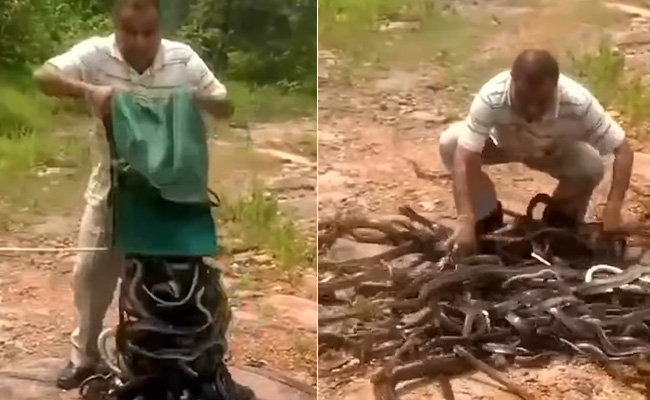 Video: शख्स ने झोले से निकाला सांपों का गुच्छा, आगे जो हुआ उसे देख कांप उठेगी रूह!