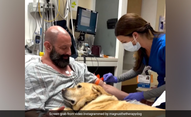 Video: Dog Does Not Leave Man's Side After Heart Ailment, Melts Hearts On Internet