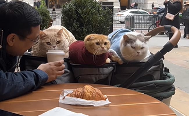 Watch: Man Shows What It Looks Like To Go On A Coffee Date With Three Cats In New York