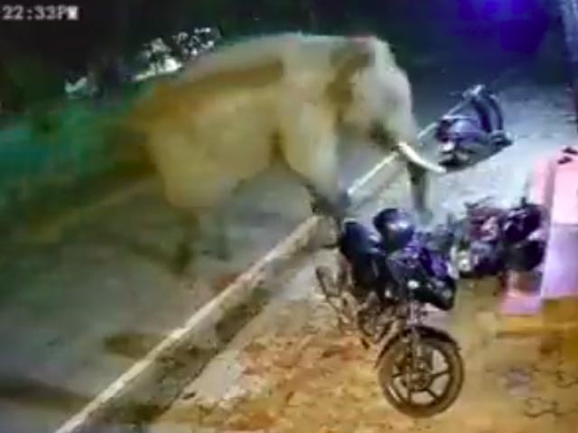 Watch: Lesson On Road Safety From An Elephant