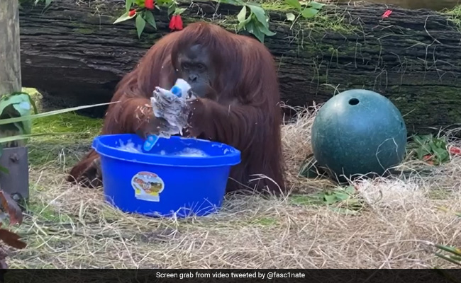Old Video Of Orangutan Cleaning Its Hands In An Enclosure Goes Viral