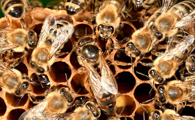 "A Breakthrough": World's First Vaccine For Honeybees Approved In US
