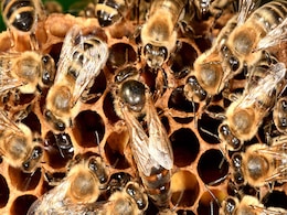 40 School Students Injured In Bee Attack In UP's Agra 40 School Students Injured In Bee Attack In UP's Agra