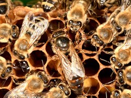 Rajasthan: अंतिम संस्कार में पहुंचे लोगों पर मधुमक्खी का हमला, दो अलग-अलग घटनाओं में 100 लोग घायल