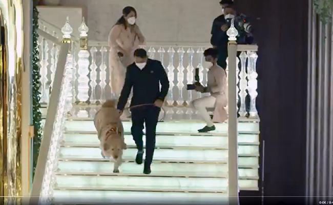 Watch: The Surprise Ringbearer At Anant Ambani-Radhika Merchant Engagement